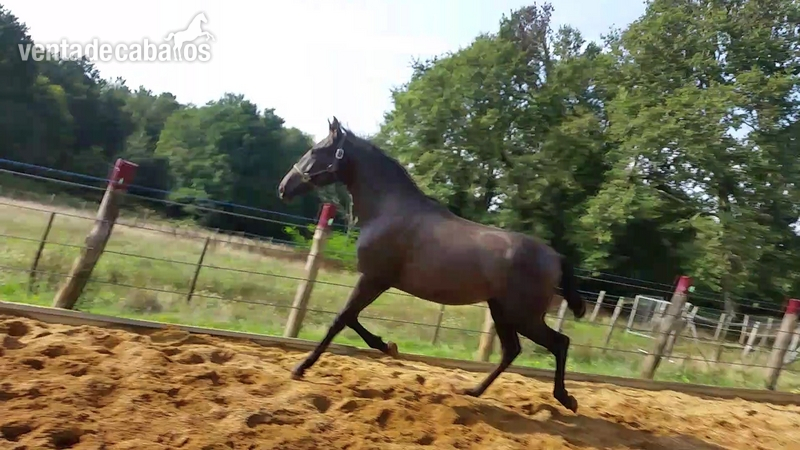 Caballos Pura Raza Española (P.R.E.) Pre - Potra 2 años negra