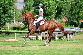 Caballo de salto 100% fiable, ideal para aprender