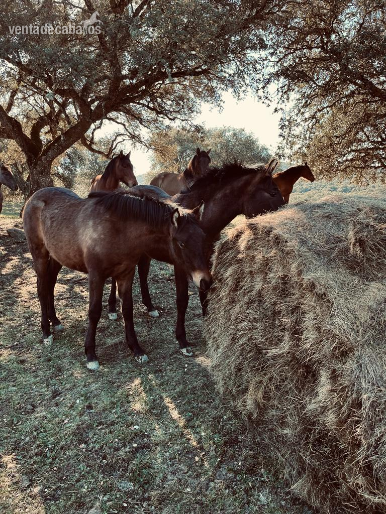 Potros Españoles Ecologicos - Potros in 