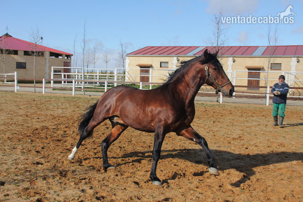 Caballos Pura Raza Española (P.R.E.) Pura Raza Española - VENTA DE JM BIZARRO
