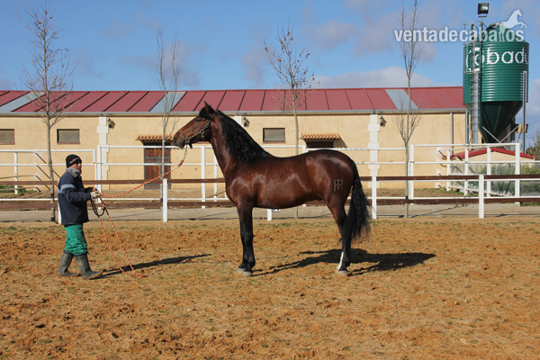VENTA DE JM BIZARRO - Caballos Pura Raza Española (P.R.E.)