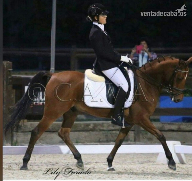 Caballos Árabes Arabe - PONI D DOMA CLÁSICA