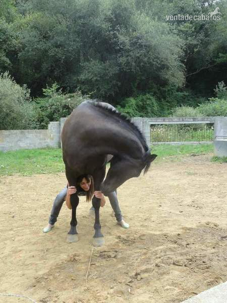 Hispano luxo