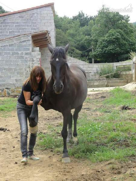 Hispano luxo {TYPE}