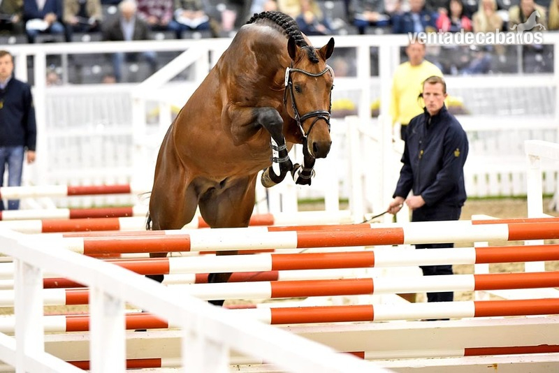 Caballo de Deporte Español (CDE) {TYPE}