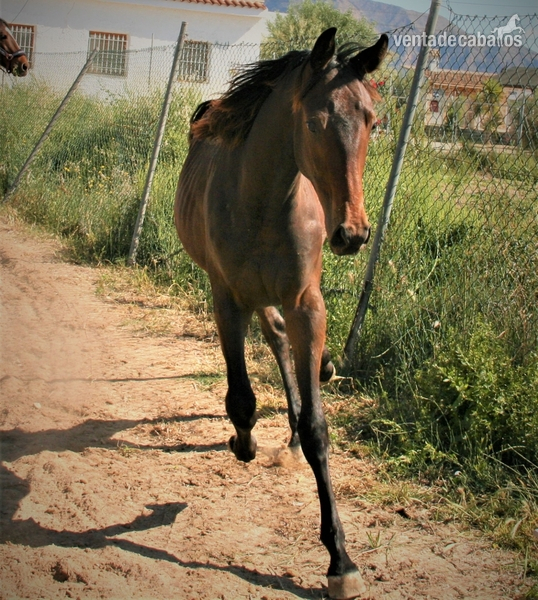 Yeguas Caballo de Deporte Español (CDE) - yegua media sangre elegante y deportiva 