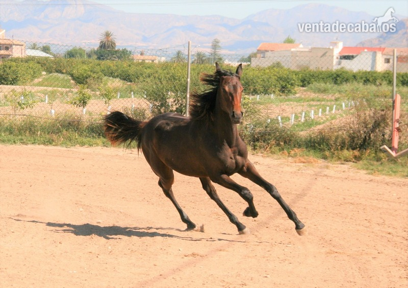 yegua media sangre elegante y deportiva  - Yeguas Caballo de Deporte Español (CDE)