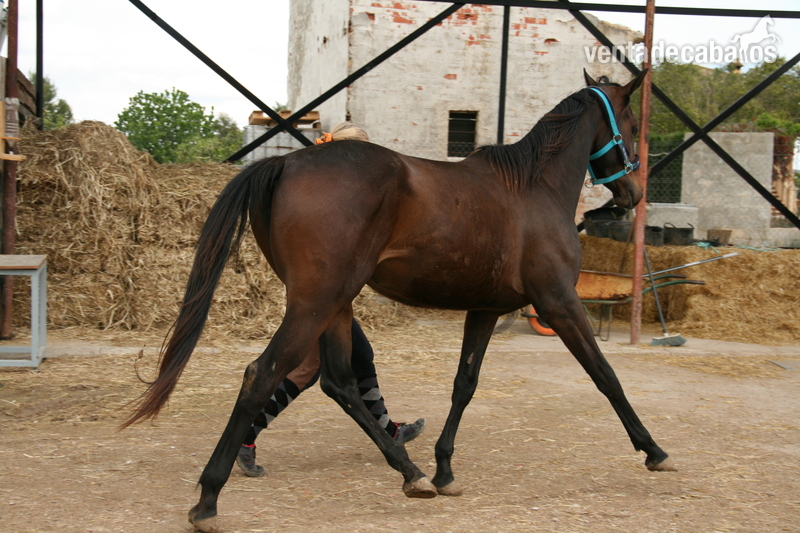yegua media sangre elegante y deportiva  - Caballo de Deporte Español (CDE)