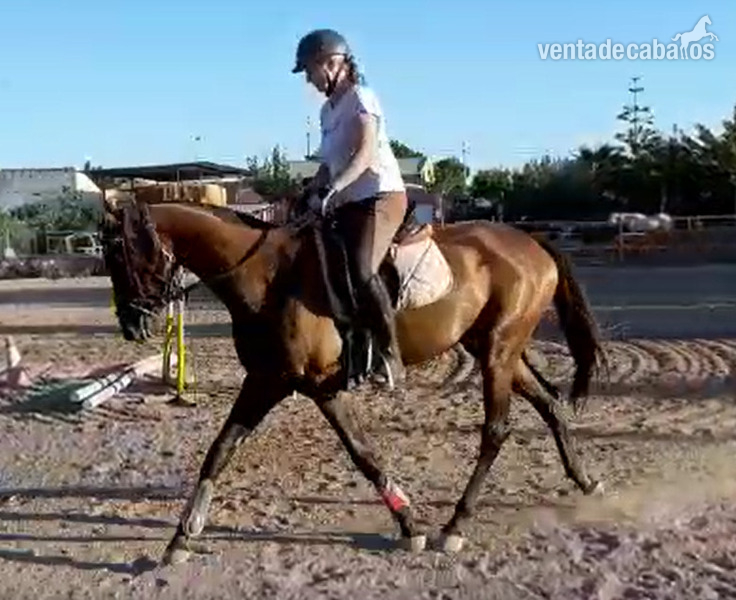 yegua media sangre elegante y deportiva 