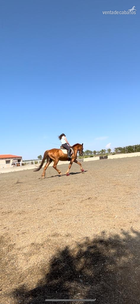 Se vende caballo cruzado in 
