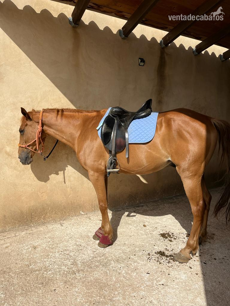 Caballos Árabes EMPTY - Se vende caballo cruzado