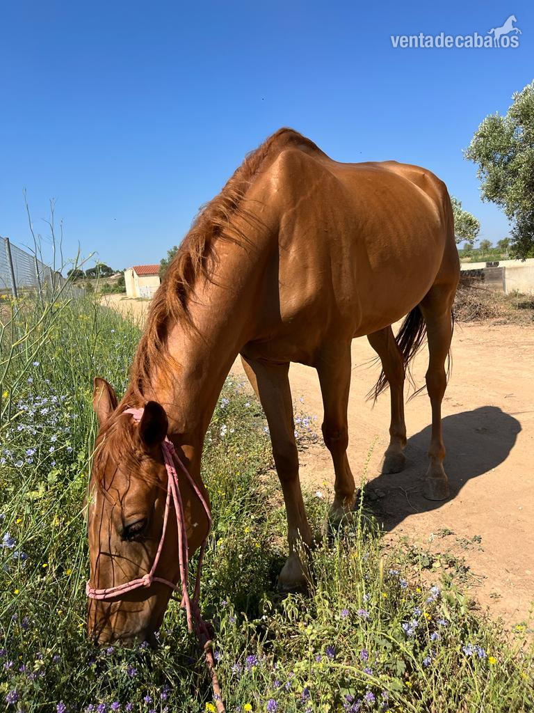 Se vende caballo cruzado - Caballos Árabes EMPTY