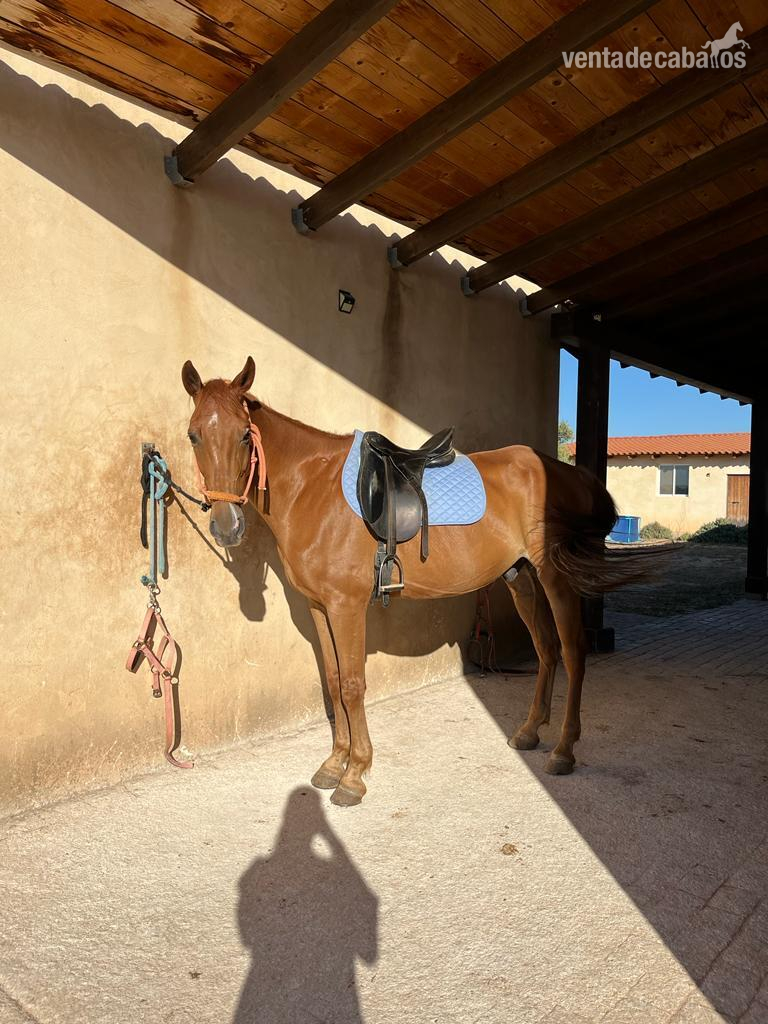 Se vende caballo cruzado - EMPTY