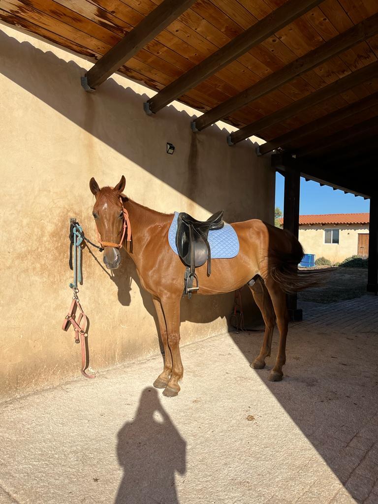 Se vende caballo cruzado - EMPTY