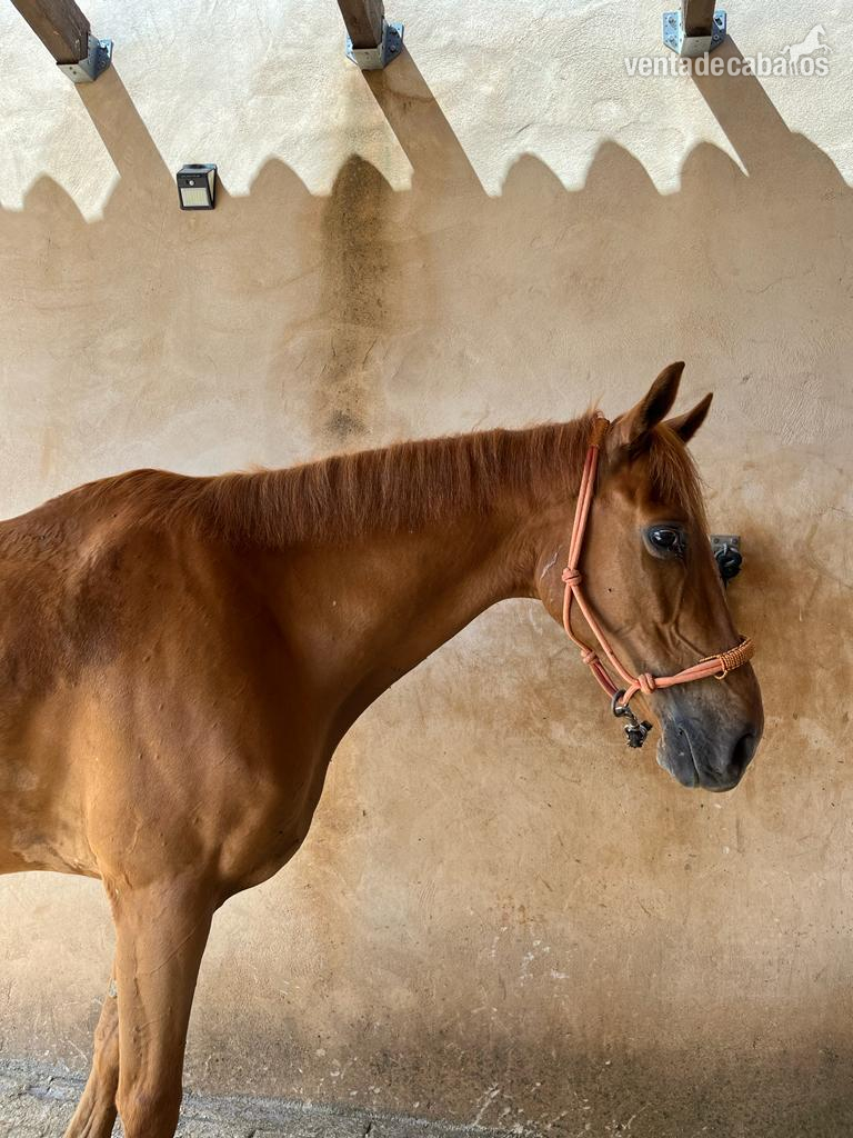Se vende caballo cruzado - Caballos Árabes
