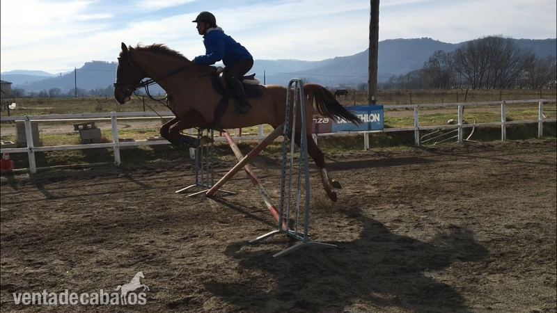 Caballo de salto en venta Descartes  in 