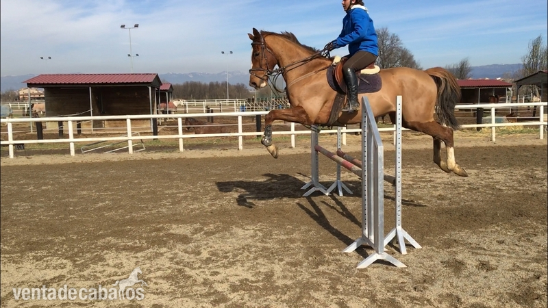 Caballos Capados Purasangre - Caballo de salto en venta Descartes 