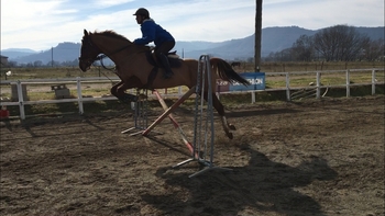 Caballo de salto en venta Descartes 