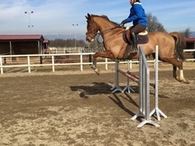 Caballo de salto en venta Descartes 