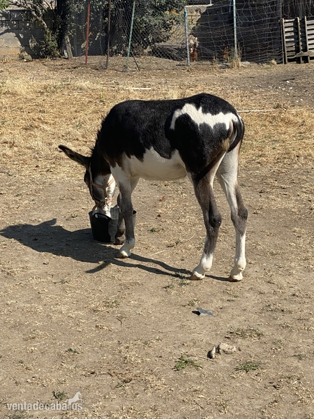 Vendo Burro pio in 