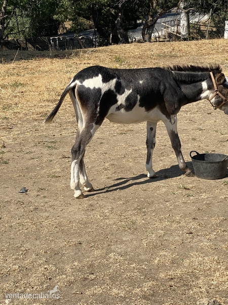 Vendo Burro pio - Burros Cruce
