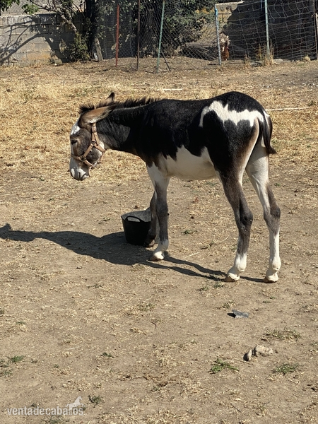 Vendo Burro pio - Cruce