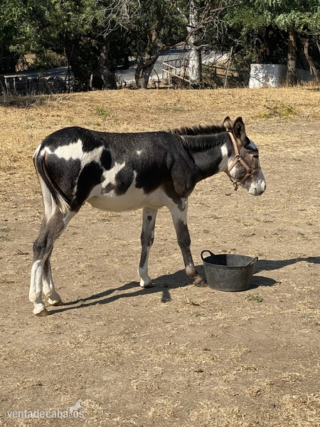 Vendo Burro pio - Burros
