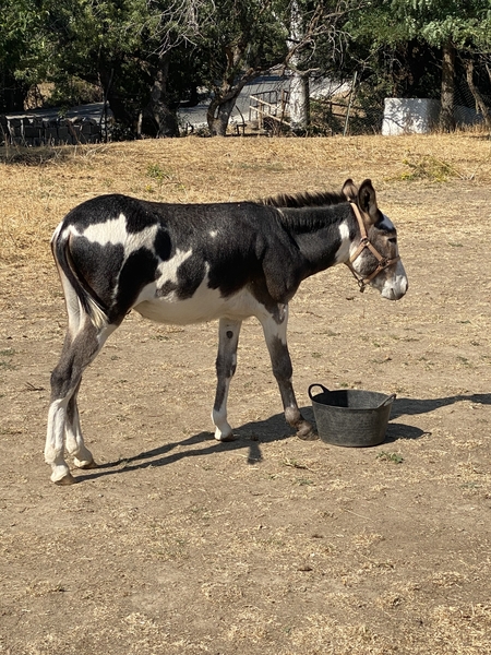 Vendo Burro pio - Burros