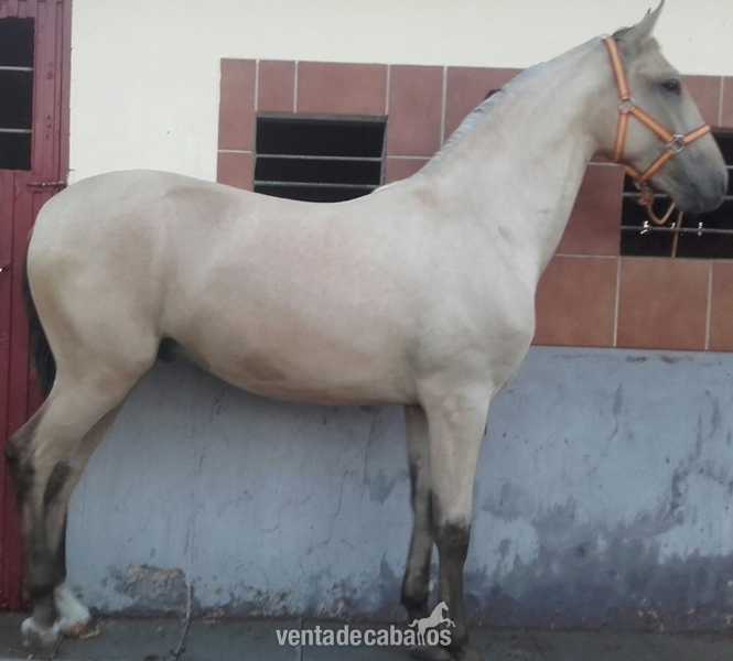 POTRO LUSITANO DE CONCURSO in 