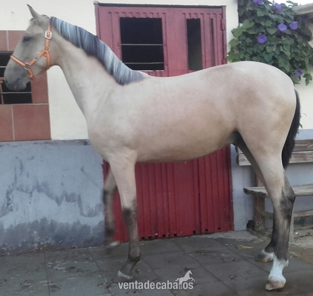 lusitano