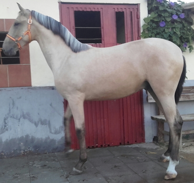 lusitano