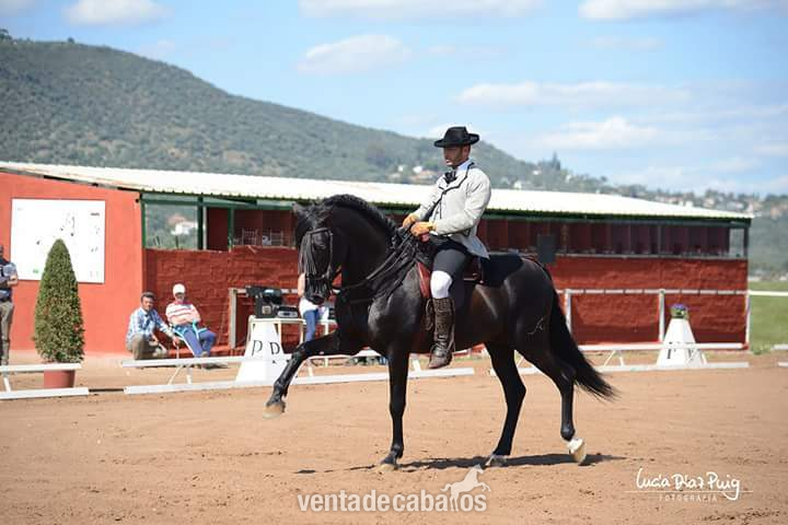 caballo PRE en venta in 