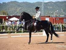 caballo PRE en venta