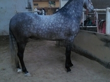 Caballo 6 años pre
