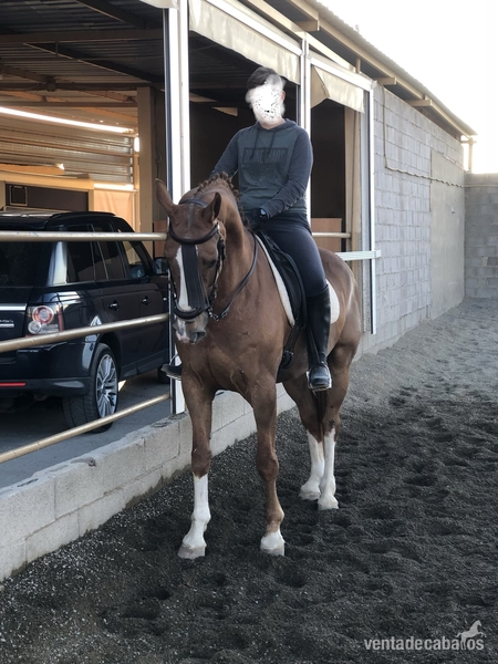 Caballo con muchas cualidades  in 