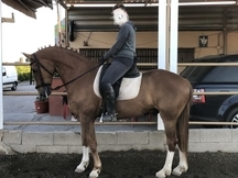 Caballo con muchas cualidades 