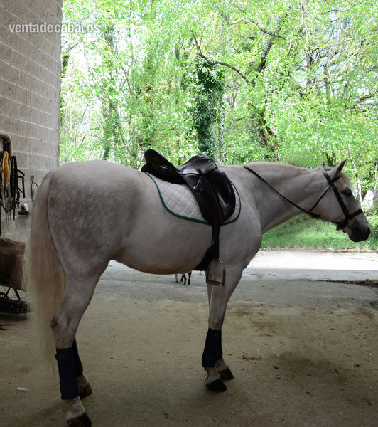 Caballo de Deporte Español (CDE) {TYPE}