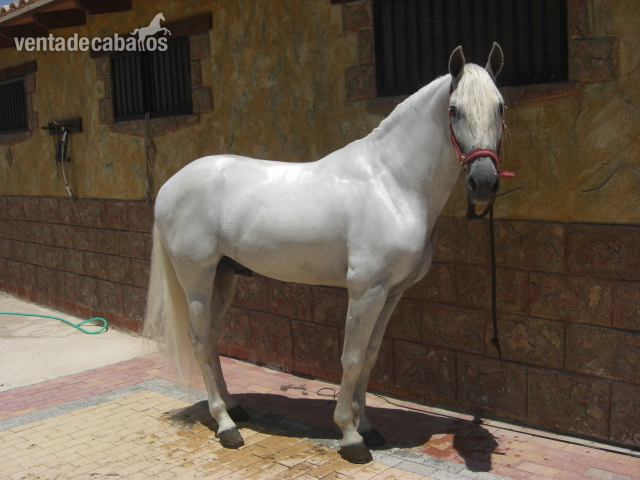 CABALLO PURA RAZA ESPAÑOL  in 