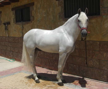 CABALLO PURA RAZA ESPAÑOL 