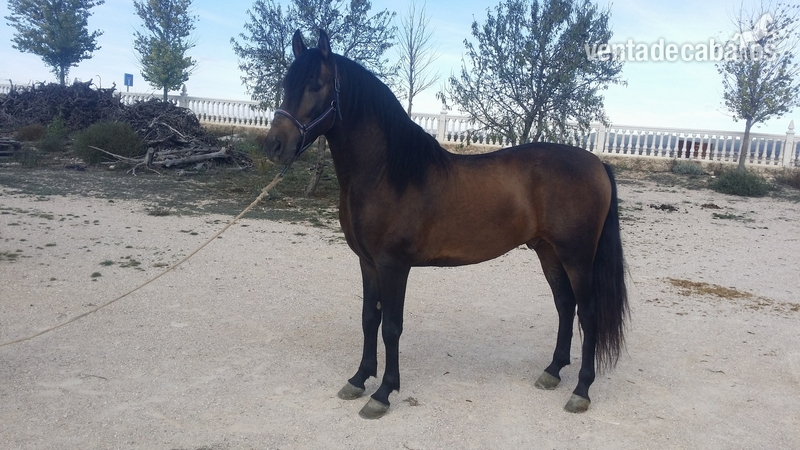 Ilustrado caballo bayo 5 años in 