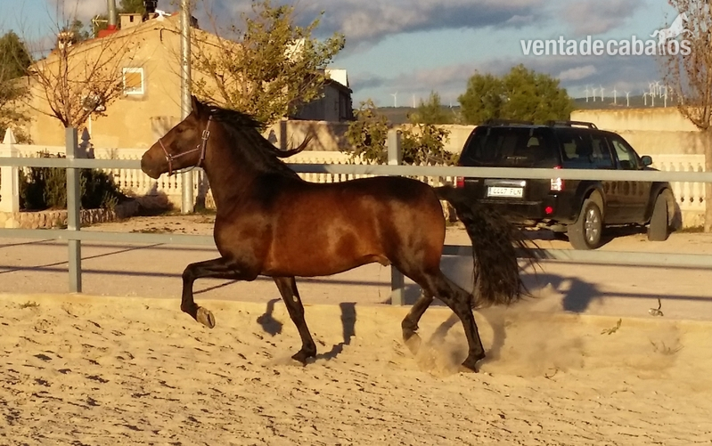 Ilustrado caballo bayo 5 años - Caballos Pura Raza Española (P.R.E.) Pura Raza Española