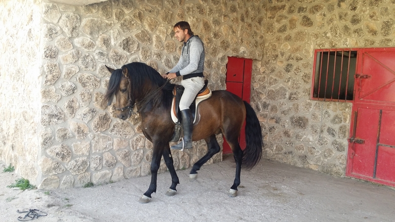 Ilustrado caballo bayo 5 años - Pura Raza Española
