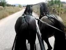 Ilustrado caballo bayo 5 años