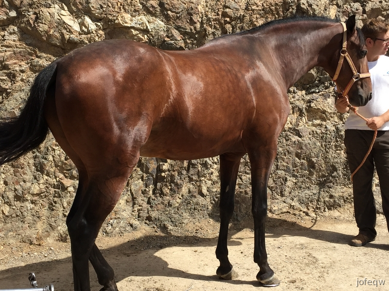 Caballos Pura Raza Española (P.R.E.) Pura Raza Española - caballo pre castaño