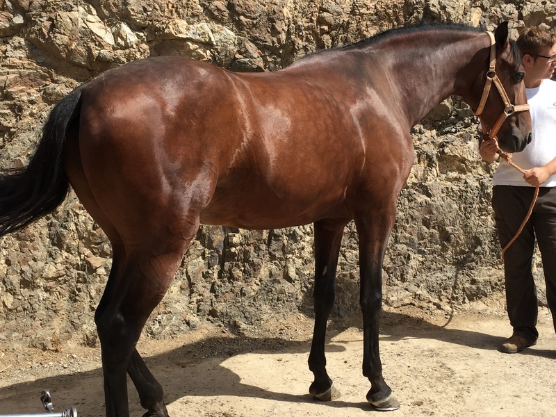 Caballos Pura Raza Española (P.R.E.) Pura Raza Española - caballo pre castaño