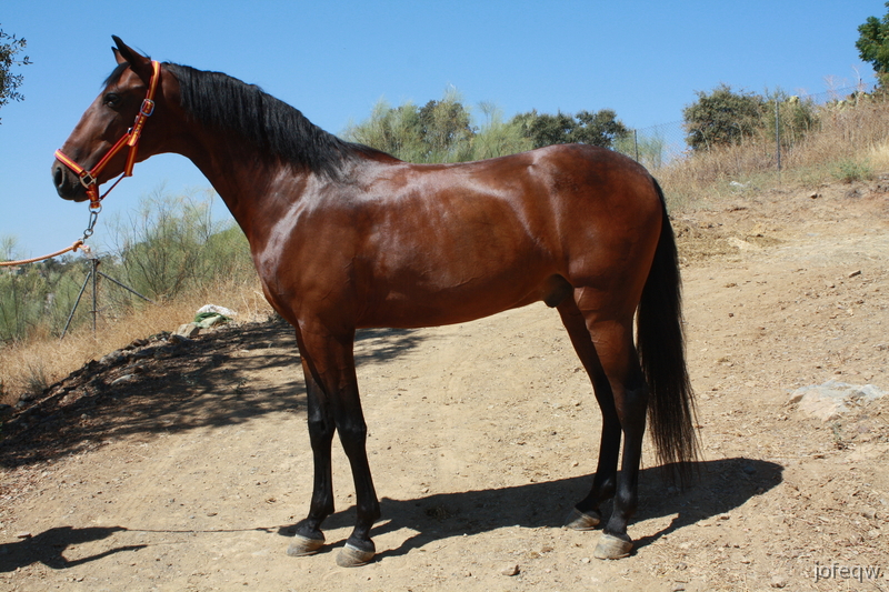 caballo pre castaño - Caballos Pura Raza Española (P.R.E.) Pura Raza Española