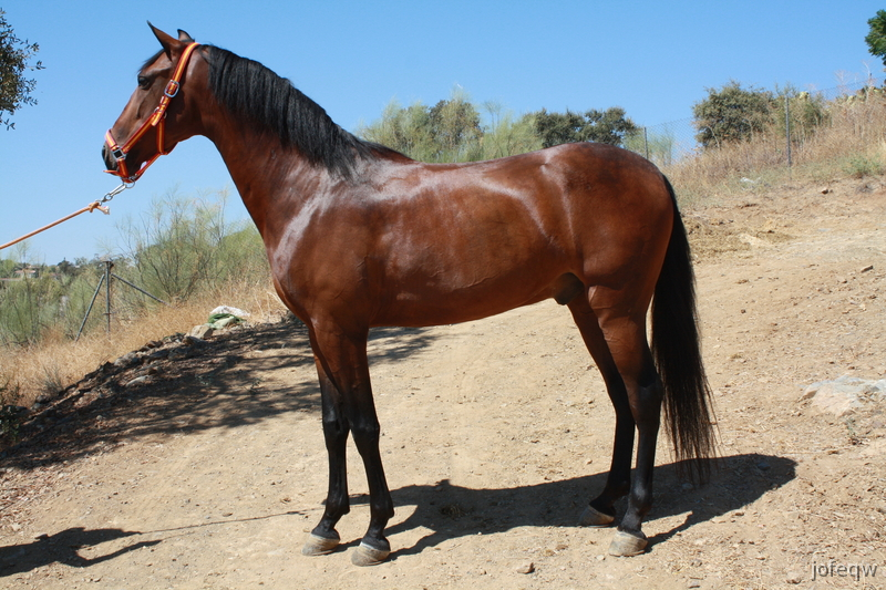 caballo pre castaño - Pura Raza Española
