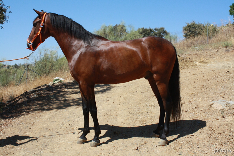 caballo pre castaño - Caballos Pura Raza Española (P.R.E.)