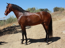 caballo pre castaño