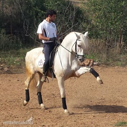 VENTA DE CABALLO in 